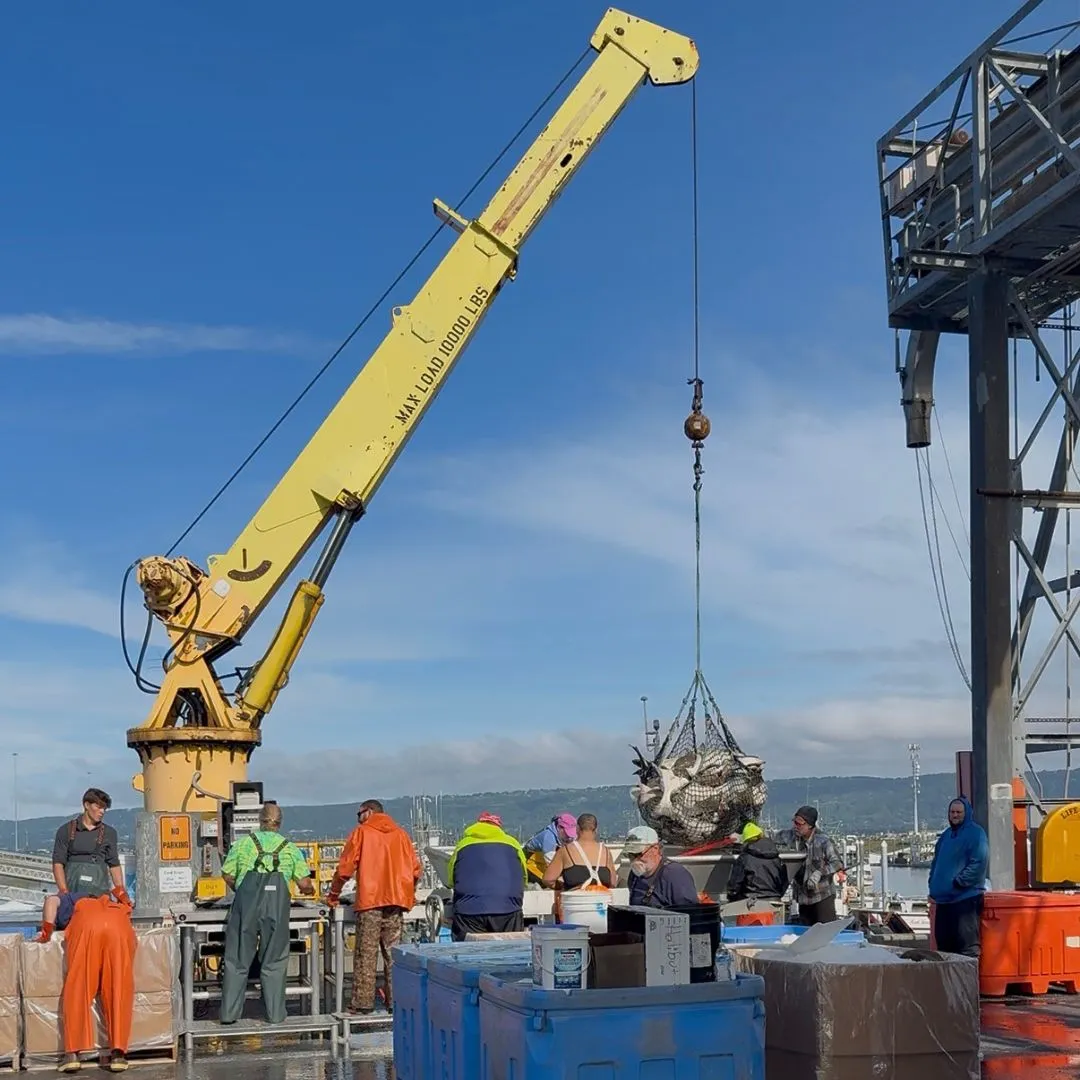 Halibut being offloaded at the Alaskan Fish Factory dock in Homer, Alaska