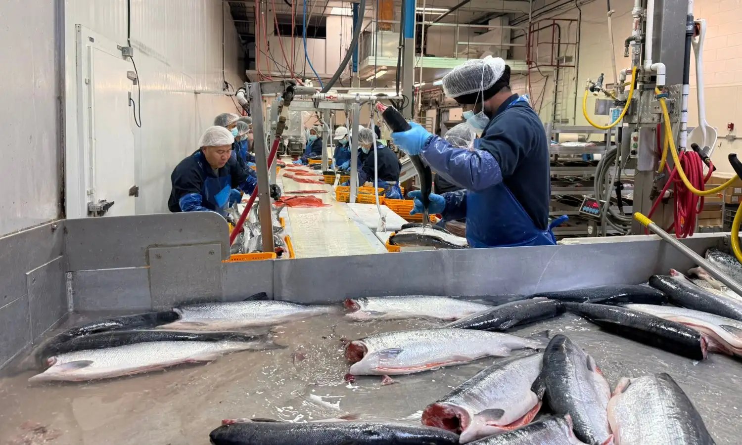 Whole fresh sockeye salmon on the production line