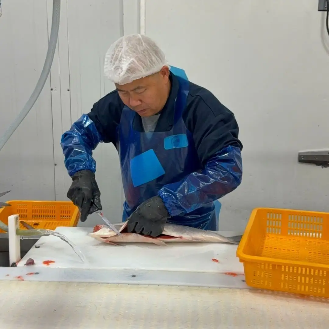 A master filleter hand-cutting sockeye salmon