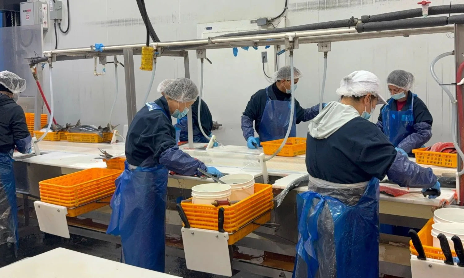 The production team cutting sockeye salmon fillets at the Richmond plant