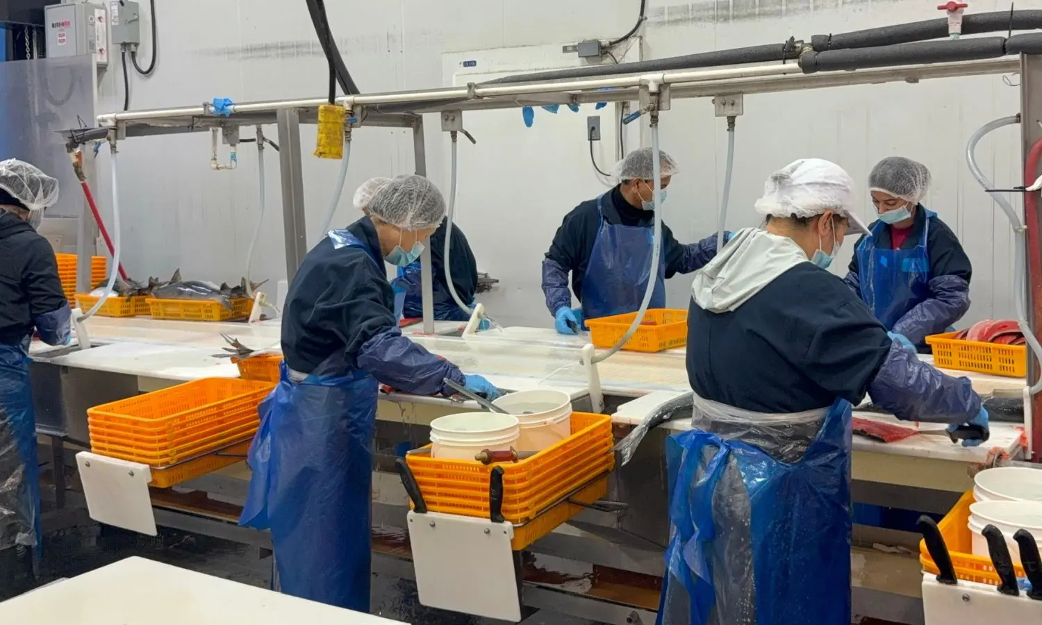 The production team cutting sockeye salmon fillets at the Richmond plant